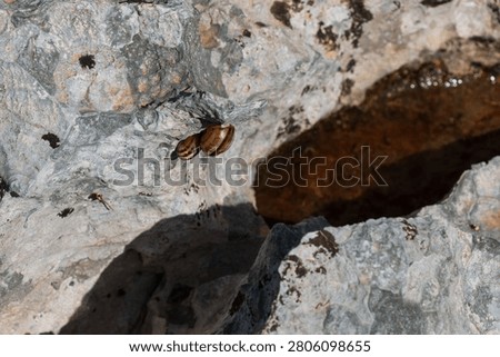 Two snails are attached to a textured rock formation in the mountainous region of Tetouan, Morocco, on a Tuesday afternoon.