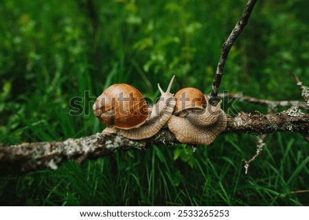 Two snails with brown shells on a branch in a grassy area.