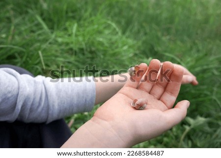 Similar – Image, Stock Photo Child holding two snail shells in her hand