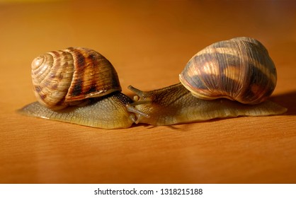 Two Snails Collided