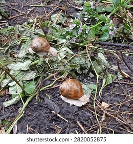 Two snails crawled out onto the green grass in the park in the rain