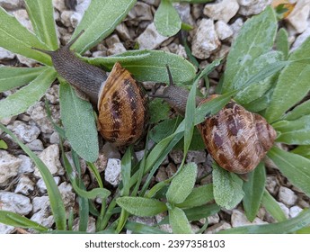 two snails crawling on the grass