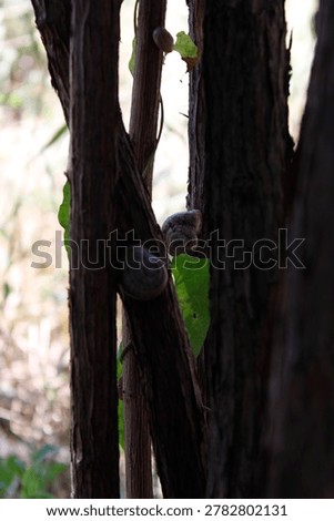 Two snails crawling on textured branches.