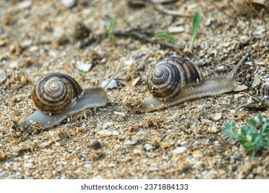 Two snails crawling one after other on sand. Difficult to crawl on sand, as lot of mucus is spent, and second snail crawls after first, partially using its wet path. Parasitism or altruism in animals