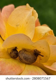 Two snails facing each other on a rose