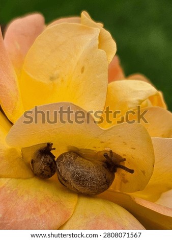 Two snails facing each other on a rose