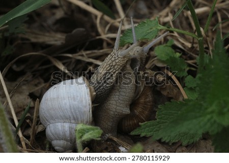 Two snails grape slug mating springtime