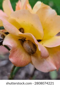 Two snails hidden deep within a blooming rose