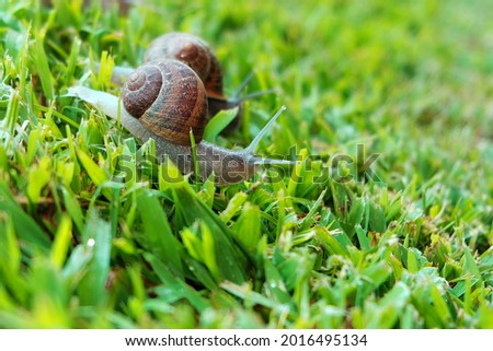 Two snails on the grass