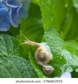 Two snails on a green leaf of blue hydrangea flower with water drops.