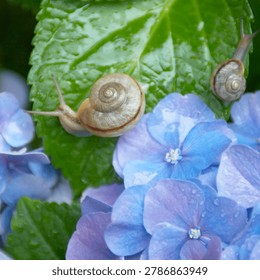 Two snails on a green leaf of blue hydrangea flower with water drops.