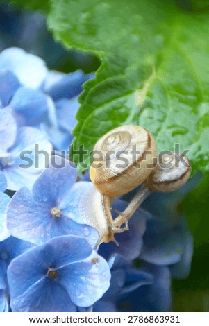 Two snails on a green leaf of blue hydrangea flower with water drops.