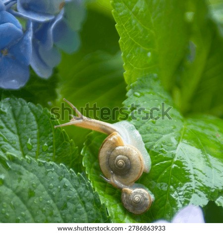 Two snails on a green leaf of blue hydrangea flower with water drops.