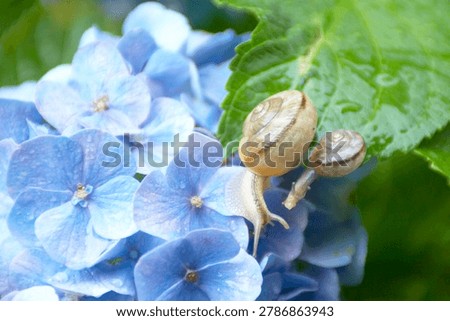 Two snails on a green leaf of blue hydrangea flower with water drops.