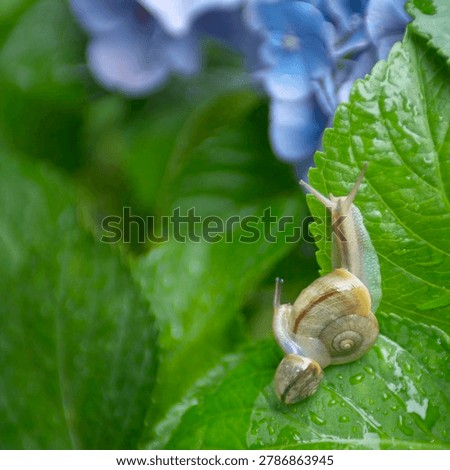 Two snails on a green leaf of blue hydrangea flower with water drops.