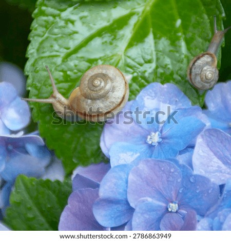 Two snails on a green leaf of blue hydrangea flower with water drops.