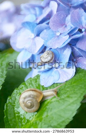 Two snails on a green leaf of blue hydrangea flower with water drops.