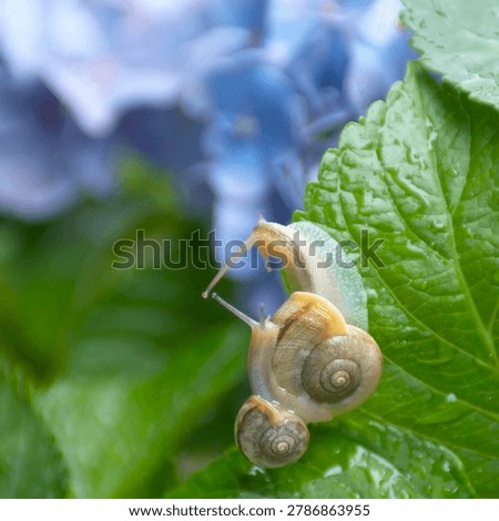 Two snails on a green leaf of blue hydrangea flower with water drops.