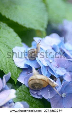 Two snails on a green leaf of blue hydrangea flower with water drops.