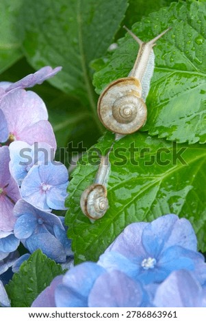 Two snails on a green leaf of blue hydrangea flower with water drops.