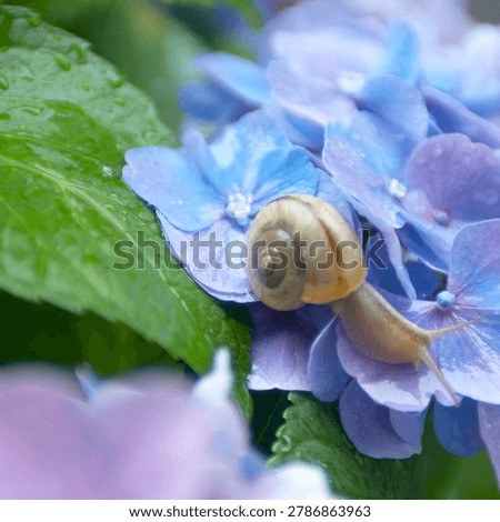 Two snails on a green leaf of blue hydrangea flower with water drops.