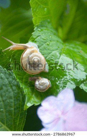Two snails on a green leaf of blue hydrangea flower with water drops.