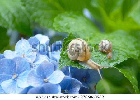 Two snails on a green leaf of blue hydrangea flower with water drops.