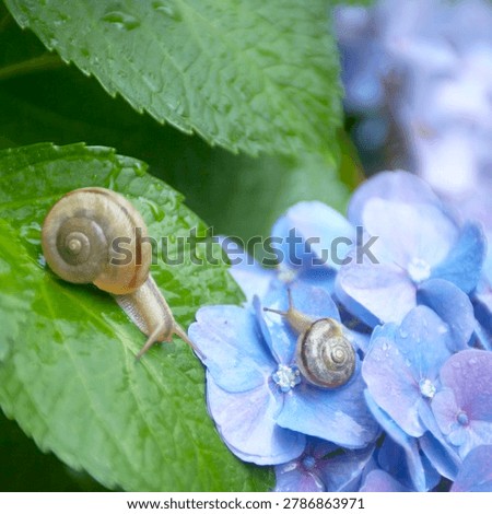 Two snails on a green leaf of blue hydrangea flower with water drops.