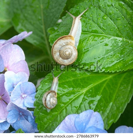 Two snails on a green leaf of blue hydrangea flower with water drops.