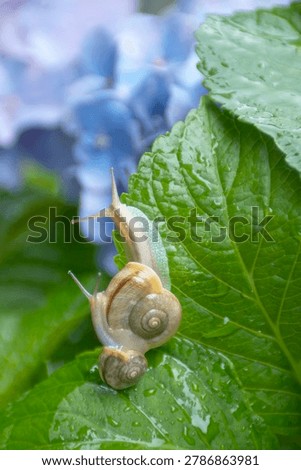 Two snails on a green leaf of blue hydrangea flower with water drops.