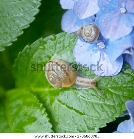 Two snails on a green leaf of blue hydrangea flower with water drops.