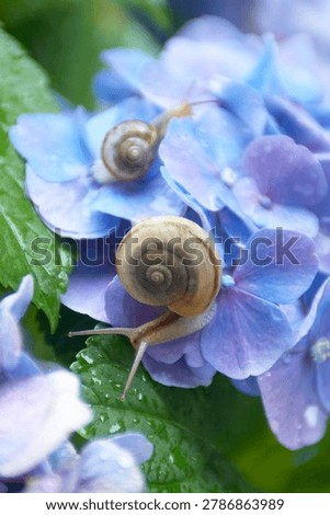 Two snails on a green leaf of blue hydrangea flower with water drops.