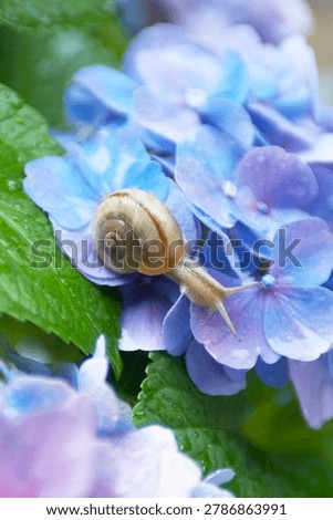 Two snails on a green leaf of blue hydrangea flower with water drops.
