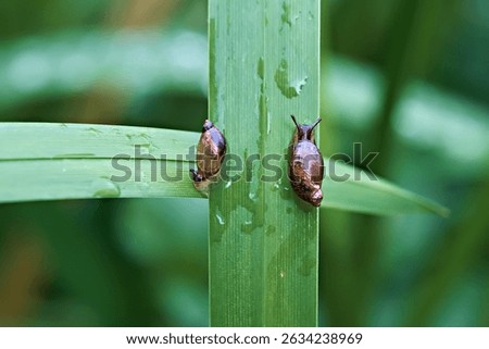 Two snails on a leaf are moving towards each other. Bidirectional movement