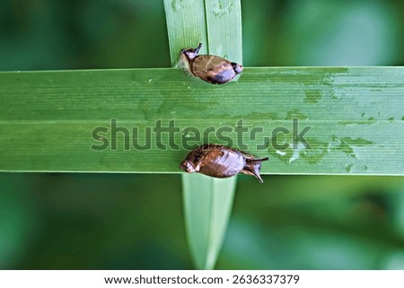 Two snails on a leaf are moving towards each other. Bidirectional movement