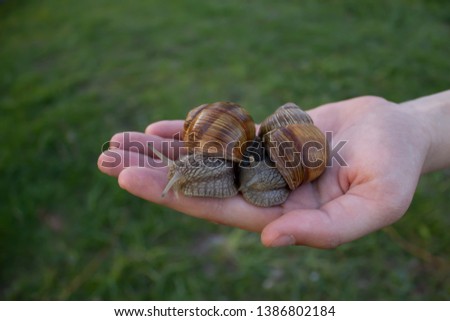 Similar – Image, Stock Photo Child holding two snail shells in her hand