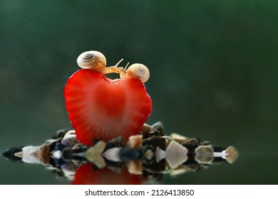 two snails on a red berry