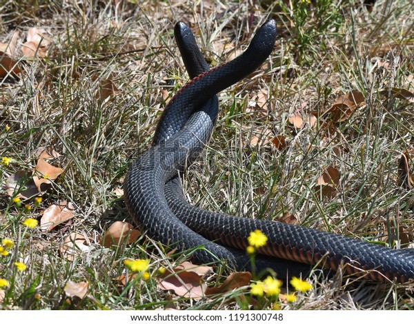 two-snakes-fight-fierce-battle-in-viral-video-and-it-s-the-most