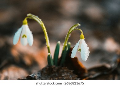Two snowdrops bloom through leaf-covered ground, adorned with dewdrops and surrounded by fresh green leaves.