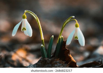 Two snowdrops bloom through leaf-covered ground, adorned with dewdrops and surrounded by fresh green leaves.