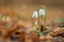Two Snowdrops With Colorful Background. Galanthus Nivalis, The Snowdrop Or Common Snowdrop, Is The Best-known And Most Widespread Of The 20 Species In Its Genus, Galanthus.