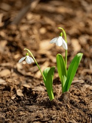 Two Snowdrops Grow On Soil That Has Warmed Up After Winter. These Tender First Spring Flowers Lift The Spirits Of Passers-by