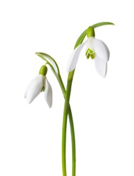 Two Snowdrops Isolated On White Background.