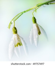 two snowdrops with rain drops