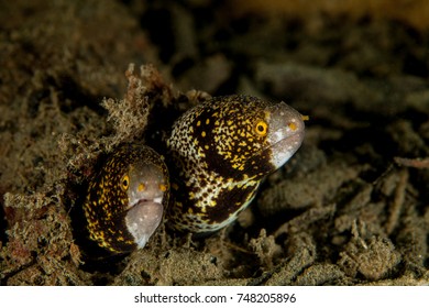 Two Snowflake Moray Eel