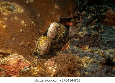 Two snowflake moray eels, Echidna nebulosa, peering out from a coral reef crevice by Verde Island, Philippines