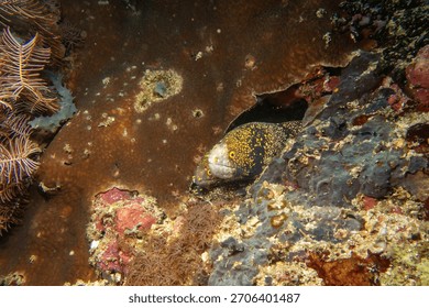 Two snowflake moray eels, Echidna nebulosa, peering out from a coral reef crevice by Verde Island, Philippines