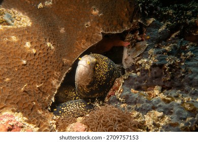 Two snowflake moray eels, Echidna nebulosa, peering out from a coral reef crevice by Verde Island, Philippines