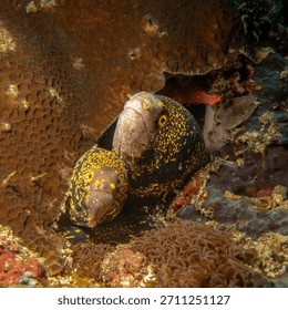 Two snowflake moray eels, Echidna nebulosa, peering out from a coral reef crevice by Verde Island, Philippines