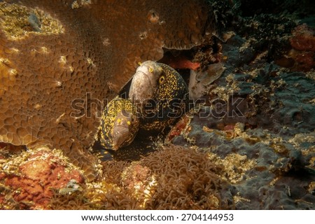 Two snowflake moray eels, Echidna nebulosa, peering out from a coral reef crevice by Verde Island, Philippines